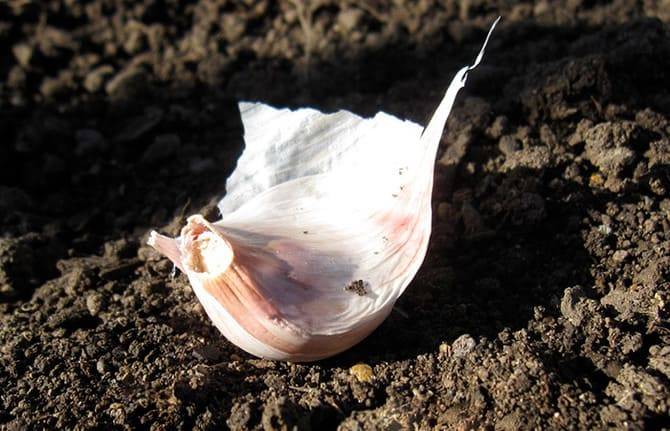 Как вырастить озимый чеснок: правила выращивания в условиях открытого грунта