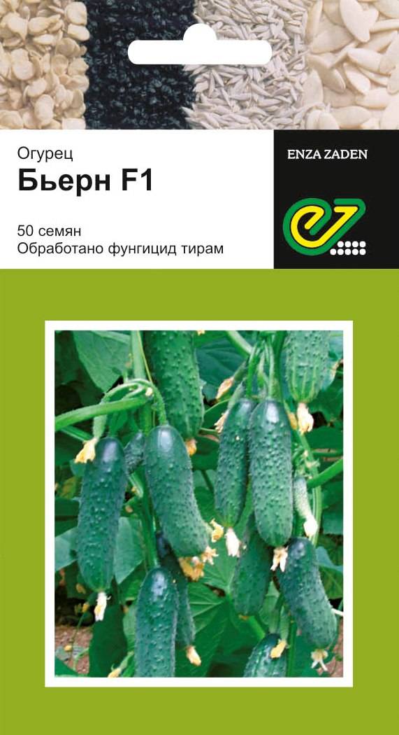 Огурец бьерн: описание, отзывы, фото, посадка и уход за гибридом f1, особенности агротехники для получения богатого урожая