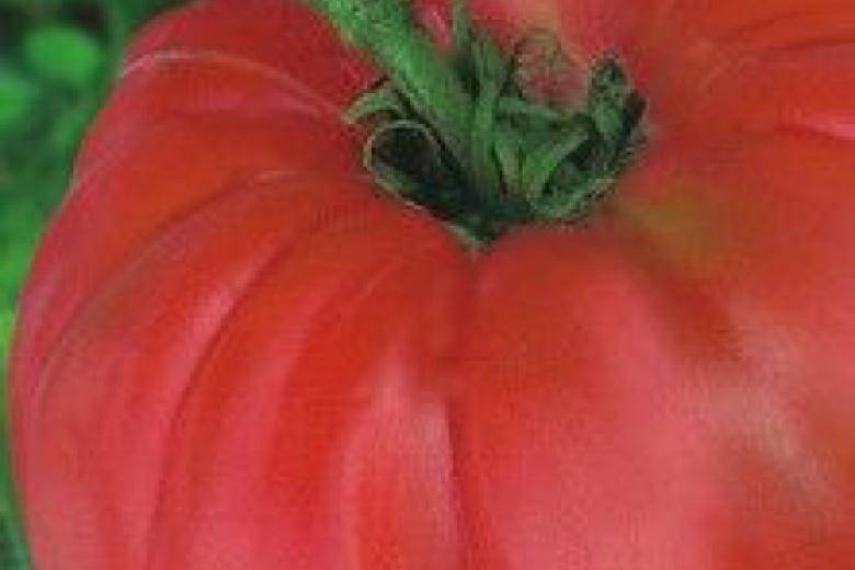 Сорт томатов спецназ, описание, характеристика и отзывы, а также особенности выращивания