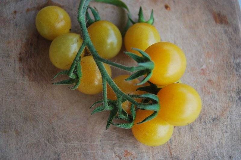 Карамель желтая: описание сорта томата, характеристики помидоров, посев