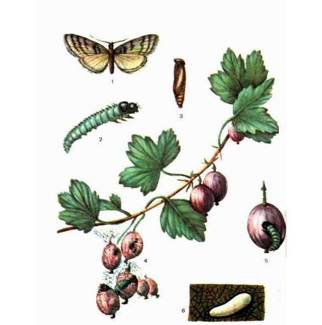 Стеклянница – опасный вредитель смородины и малины