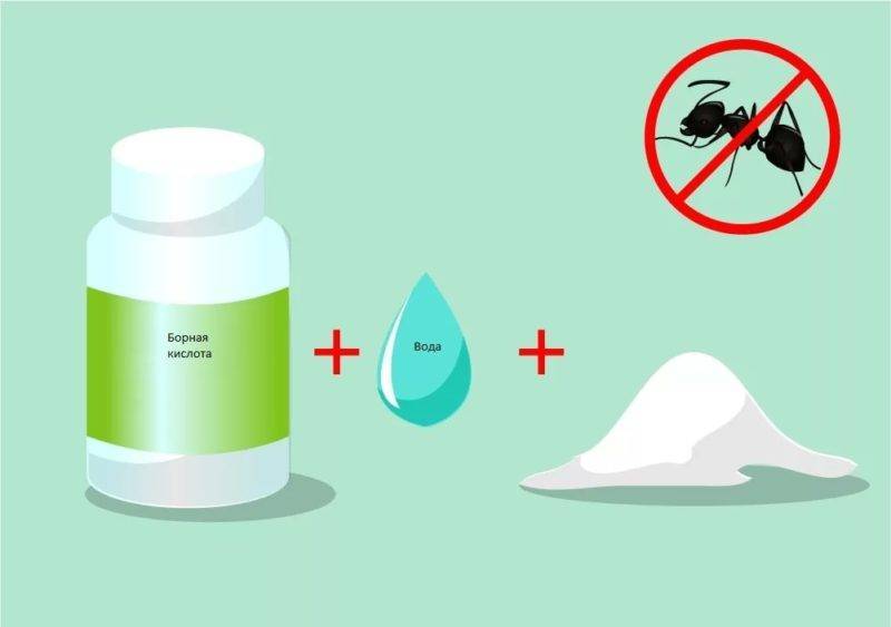 Мощное антисептическое средство — борная кислота от муравьев в квартире: рецепты приготовления и правила применения отравы