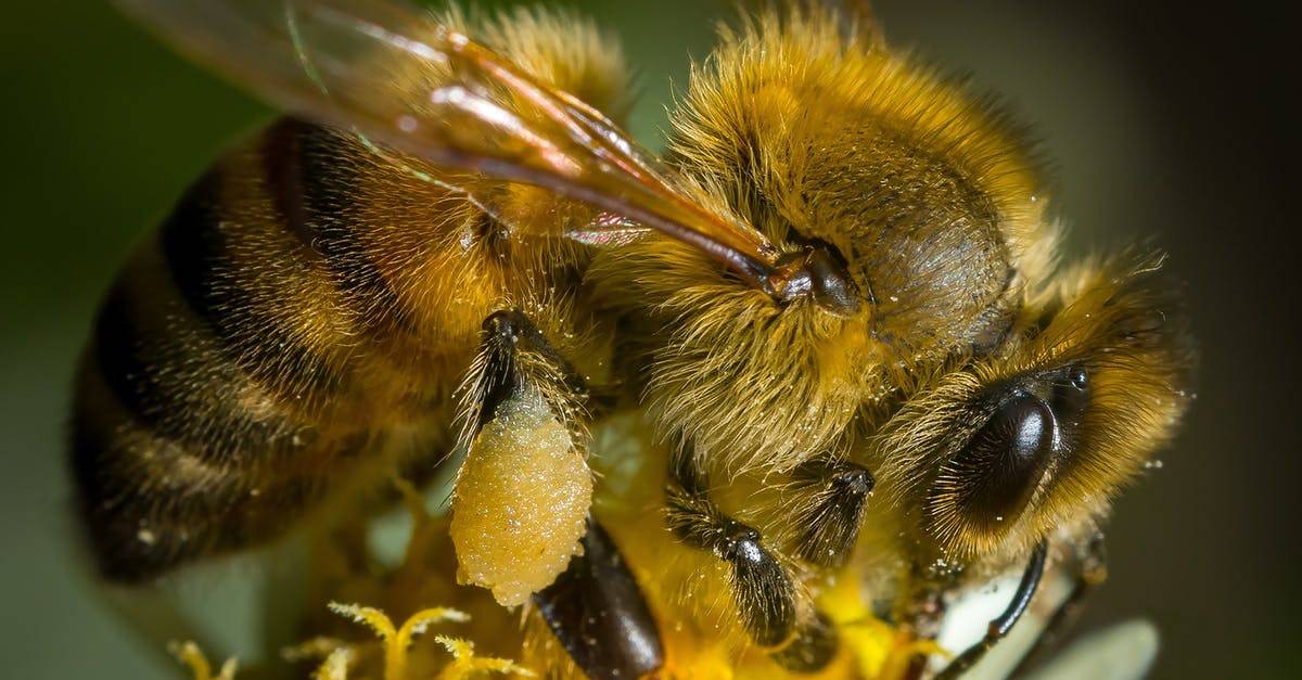 Пчела-плотник: как ее узнать и стоит ли ее бояться