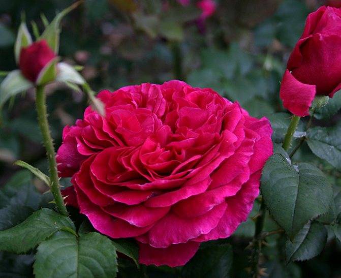 О розе giardina: описание и характеристики, выращивание сорта плетистой розы