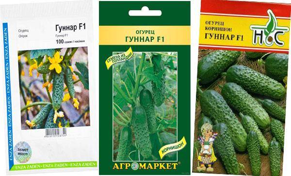 Огурец гуннар f1: описание и урожайность сорта, фото, отзывы