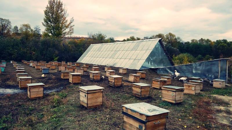 Омшаник для пчел - как построить правильно наземный и подземный вариант