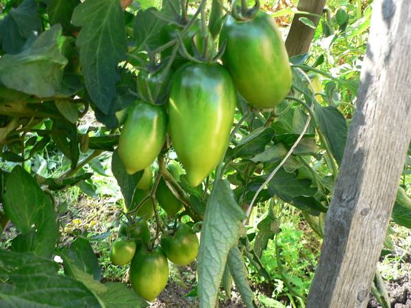 Характеристика и описание томата кенигсберг – отзывы и фото сорта, урожайность разновидностей, особенности выращивания