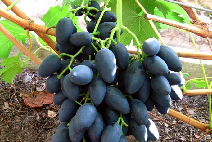 Урожайный виноград «надежда азос»