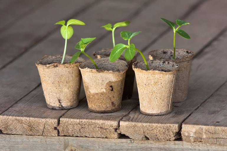 Торфяные горшочки для рассады: как пользоваться, высаживать растения, как сделать своими руками, отзывы