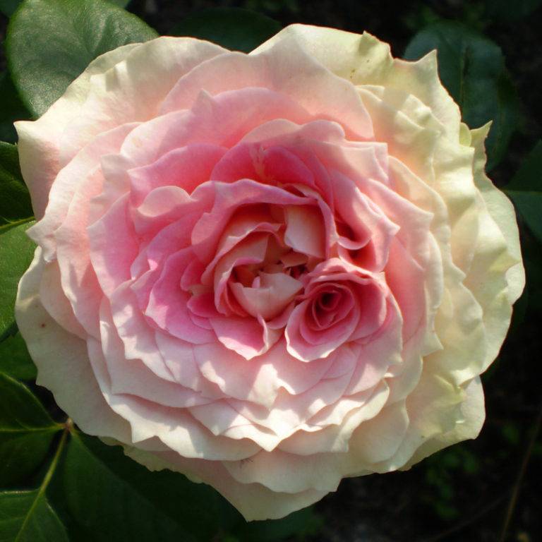 Роза луис одьер: фото, отзывы, описание паркового плетистого сорта