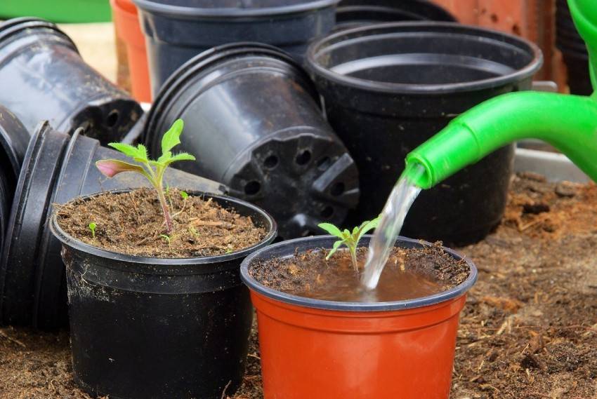 Подкормка помидор марганцовкой: как поливать и обрабатывать томаты от фитофторы в теплице, пропорции и отзывы