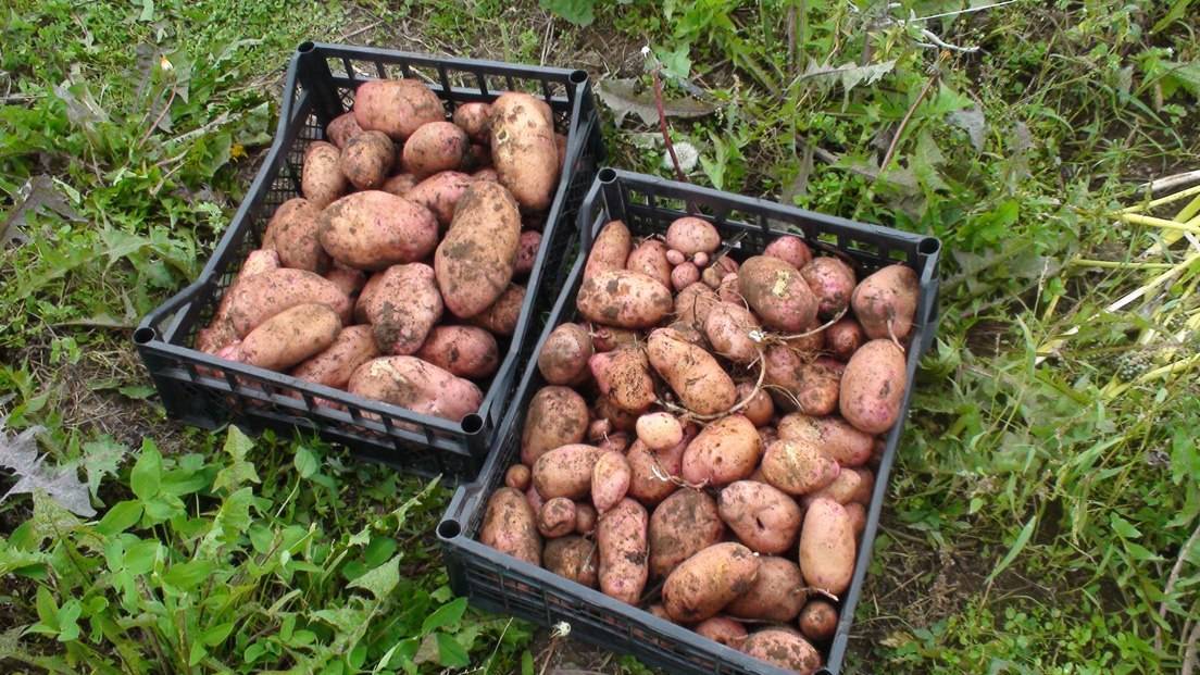 Чем интересен картофель родриго: характеристика сорта, особенности и показатели урожайности. какие условия важно для картофеля сорта родриго