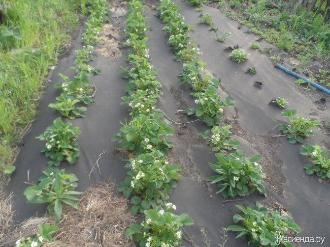 Правильная посадка клубники в агроволокно: как правильно садить весной и осенью, секреты выращивания ягод, видео