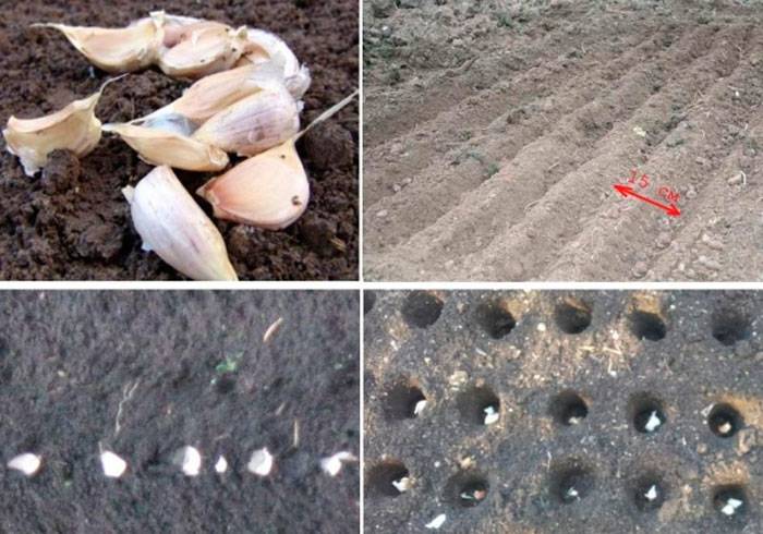 Правила посадки озимого чеснока для отличного урожая: разбираем по шагам