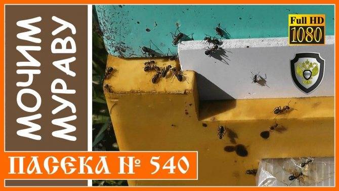 Муравьи на пасеке: или как бороться с муравьями на пасеке?