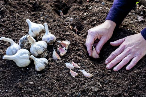 Описания сортов и эффективных способов выращивания чеснока в открытом грунте