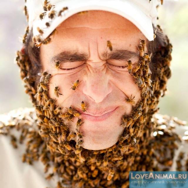 Соседские пчелы. Лицо пчелы. Человек весь в пчелах. Избавлю от пчел. Грязная пчела.