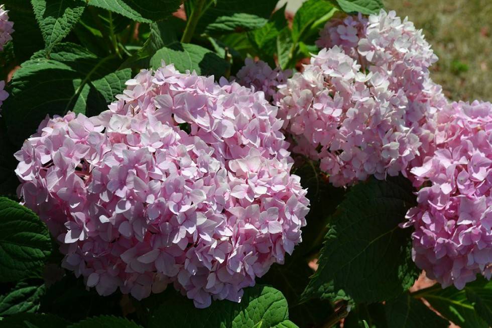 Как посадить розовую гортензию в саду: как ухаживать, условия для цветения