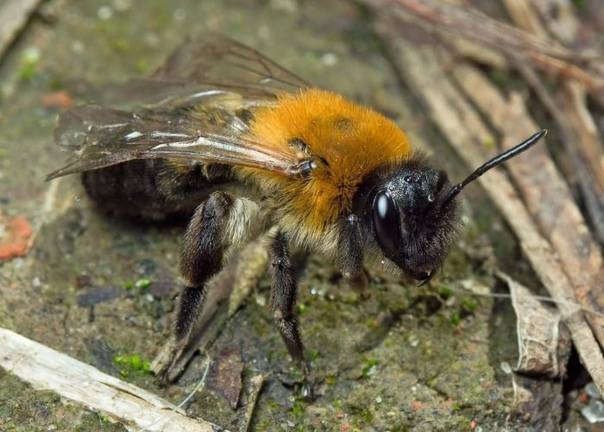 3 проверенных метода как избавиться от земляных пчёл