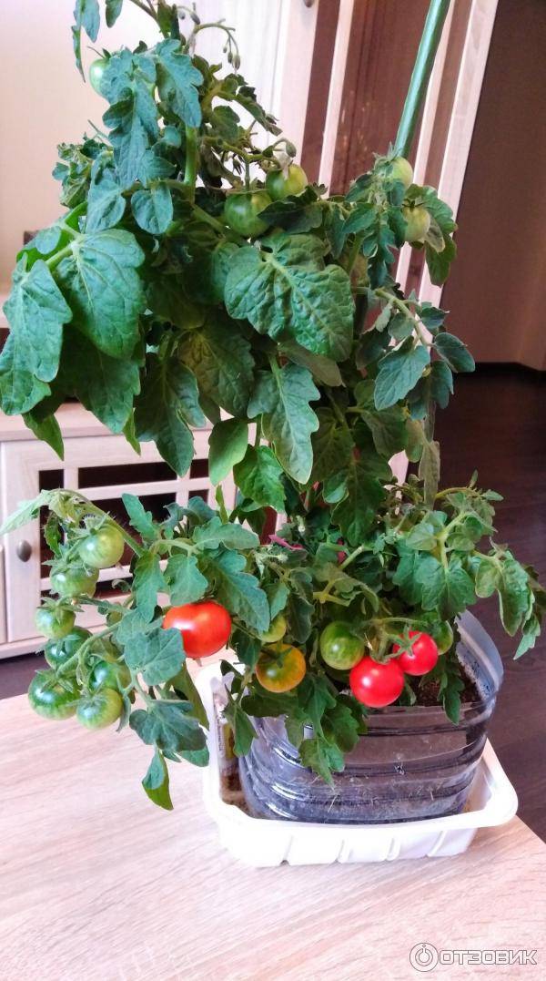 Томат «бонсай»: краткое описание, характеристики, отзывы. выращивание томатов на балконе