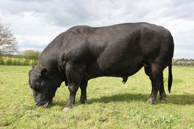 ᐉ абердин-ангусская порода коров - описание, продуктивность - zooon.ru