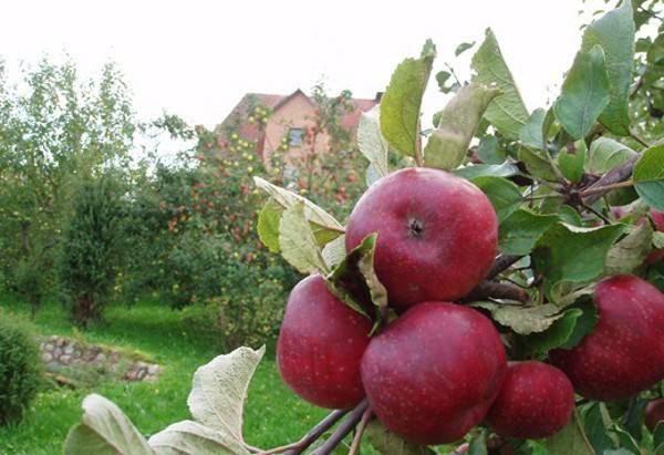 Ранетка полукультурная воспитанница — стройная и урожайная яблоня