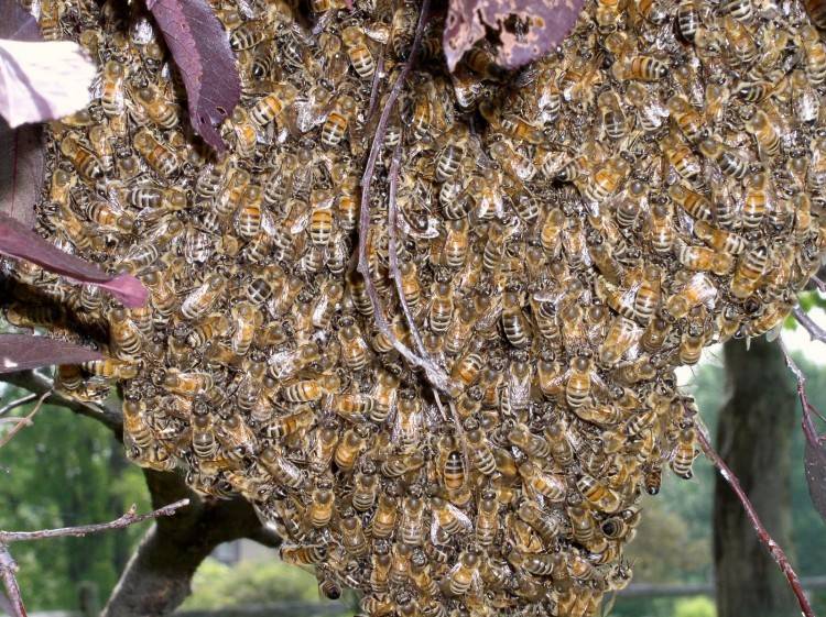 Лечение пчел весной и профилактическая обработка после зимовки. основные правила и полезные советы