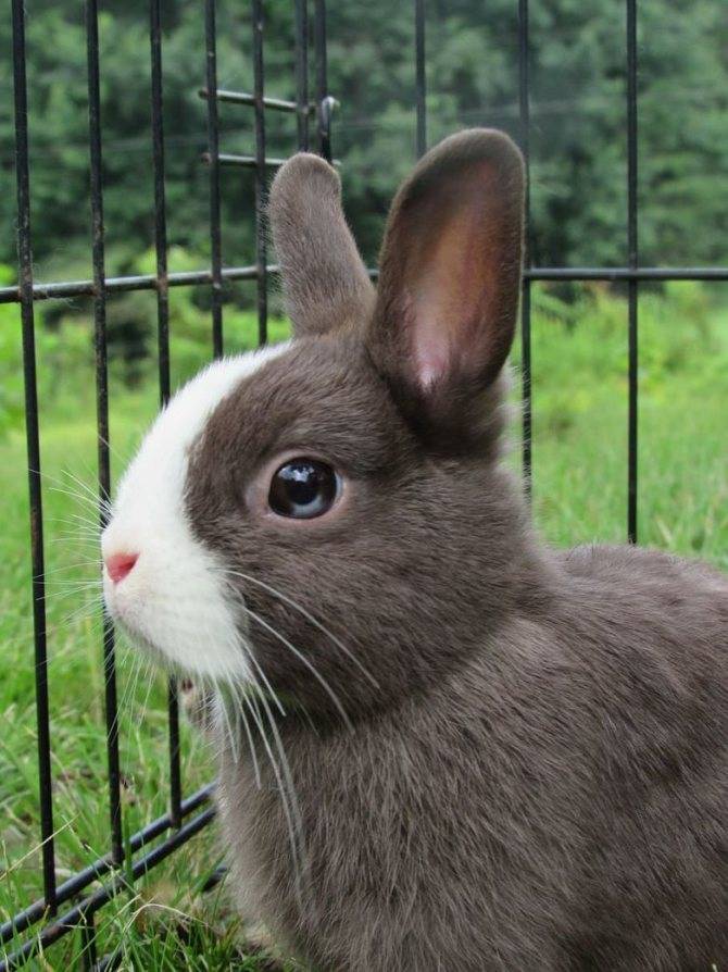 Кролик: содержание, кормление, породы и образ жизни в дикой природе | планета животных