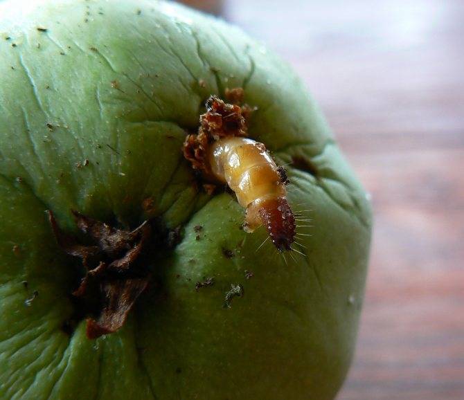Что делать, если яблоки червивые на дереве. избавляемся от плодожорки