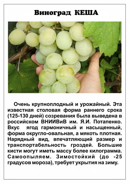 Что нужно знать о винограде кеша