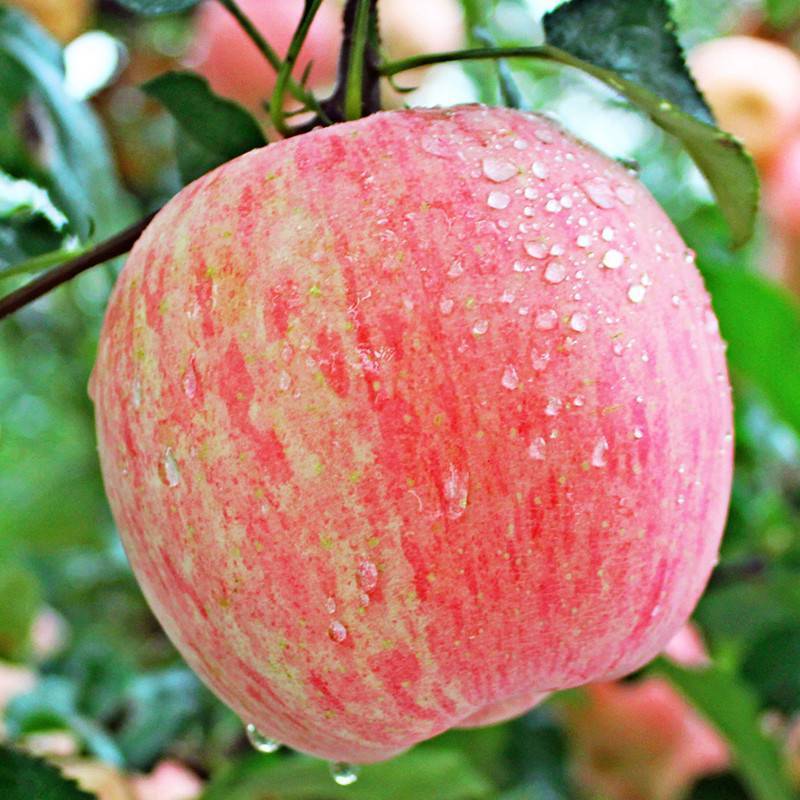 Летние сорта яблонь для подмосковья: фото и описание лучших из них