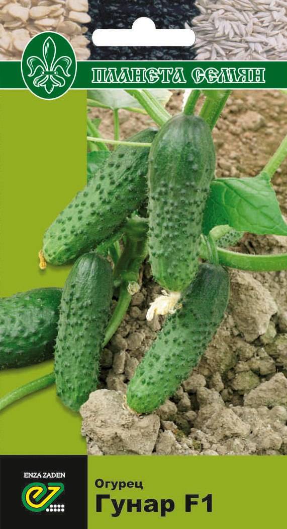 Огурец гуннар f1: характеристика и описание гибрида, выращивание и уход