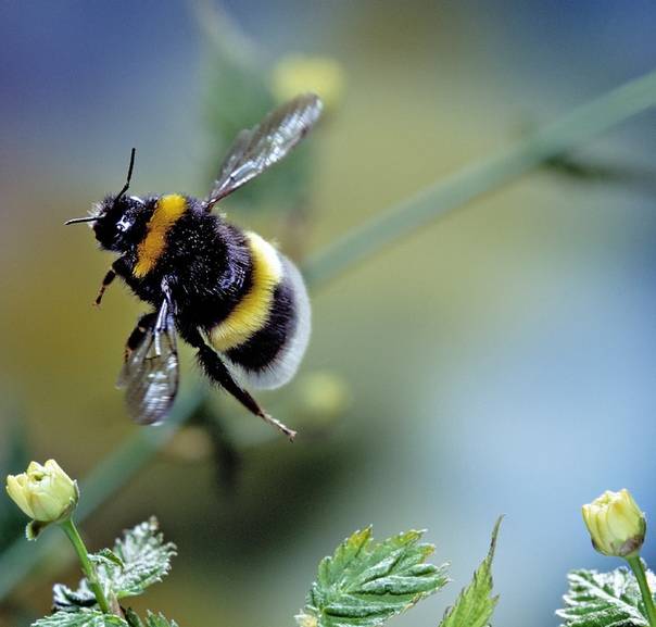 Пчела плотник обыкновенная и как от неё избавиться