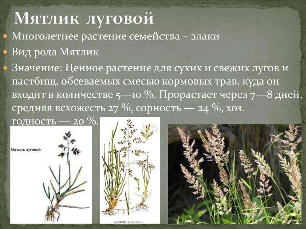 Мятлик: описание растения и популярные разновидности злакового