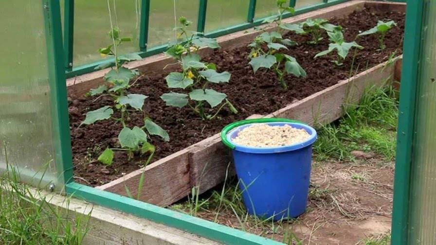 Мульчирование томатов в теплице скошенной травой: можно ли мульчировать помидоры свежескошенной травой, сеном и другими материалами