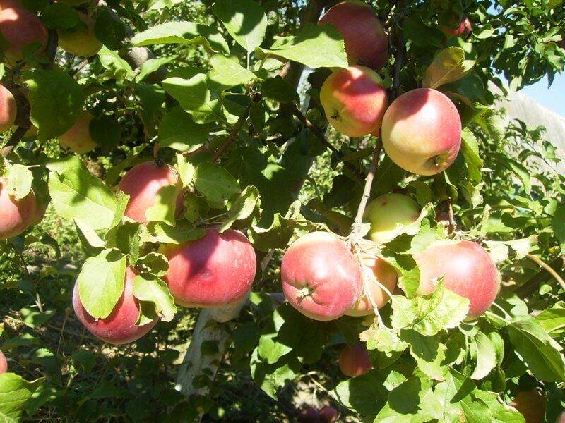 Яблоня лигол: описание и характеристики сорта, выращивание и уход с фото