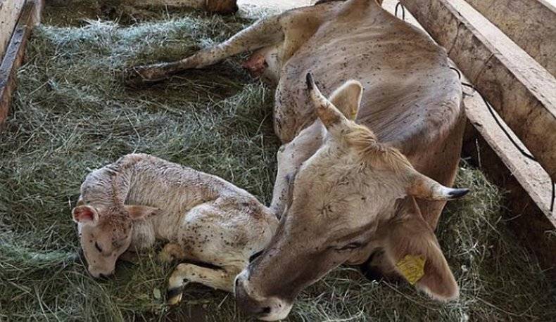 Беременность коровы – как вынашивается теленок 2021