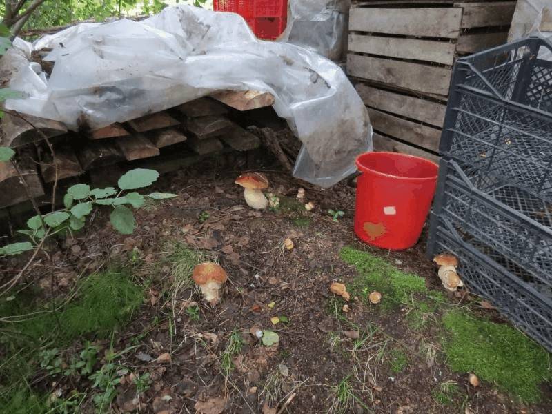 ???? как посадить грибы: 5 проверенных способов и подробная инструкция selo.guru — интернет портал о сельском хозяйстве