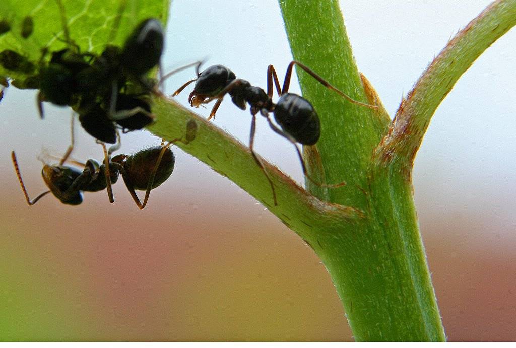 Что делать если в теплице завелись муравьи?