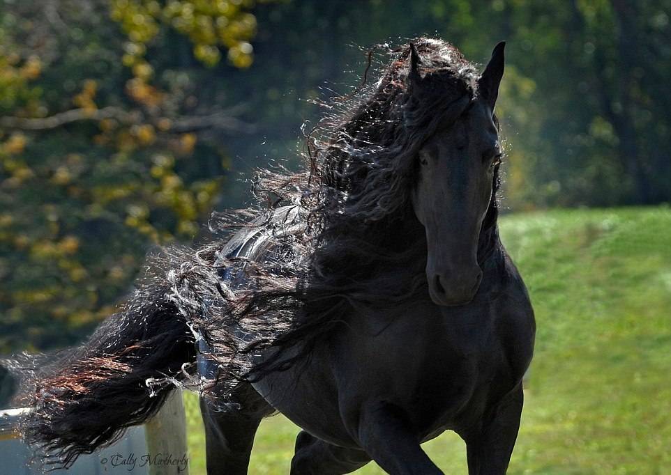 Породы лошадей: фото и названия с описанием самых распространенных пород лошадей