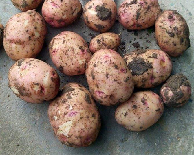 Ранний картофель — сорокодневка