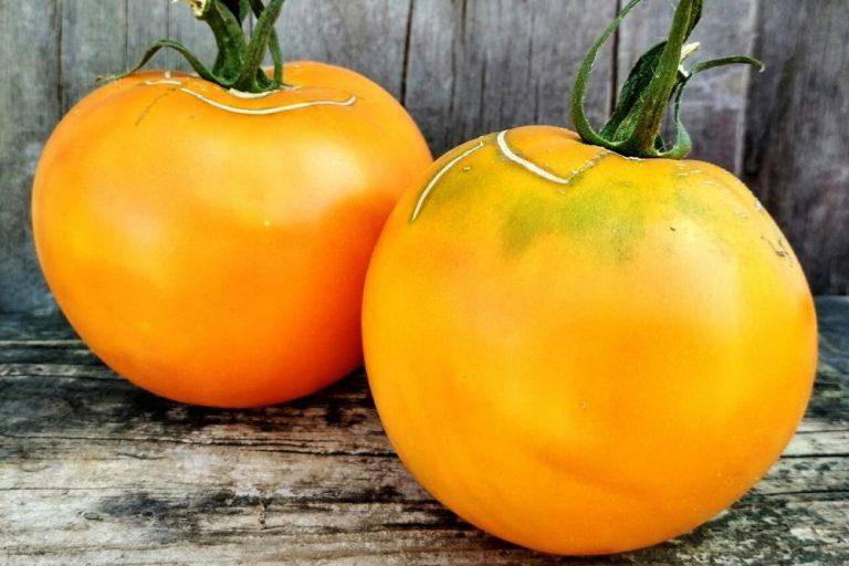 Томат апельсин, описание сорта, отзывы, фото, характеристика | tomatland.ru