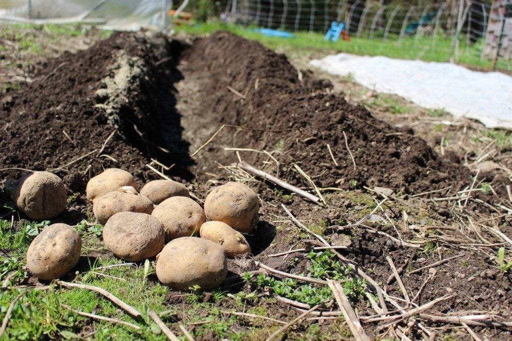 Картофель: посадка и уход в открытом грунте, выращивание из семян, уборка, хранение, фото
