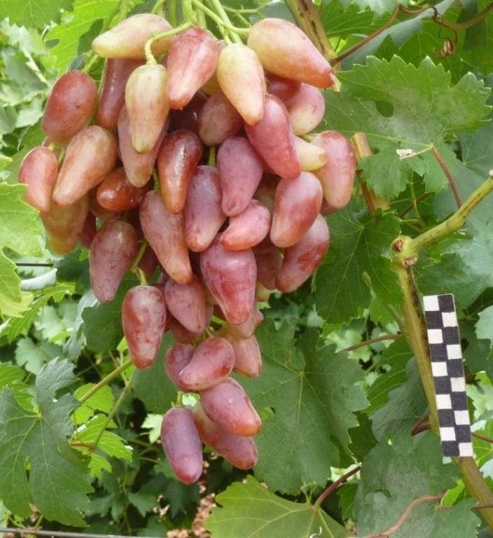 Виноград дубовский розовый отзывы