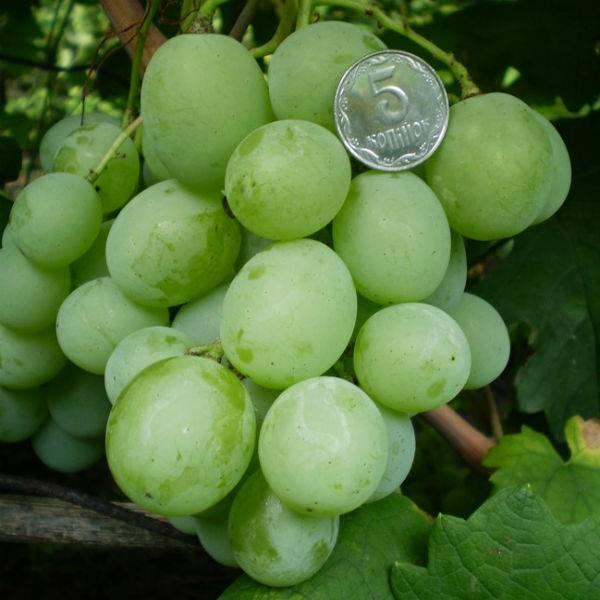 Описание сорта винограда «кеша»