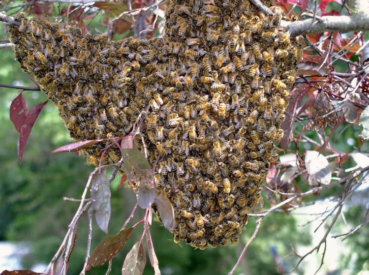 Роение пчёл: меры его предупреждения, методы борьбы, как остановить и не допустить, видео