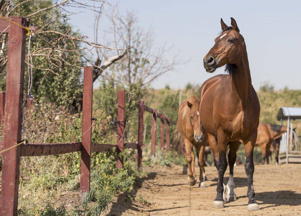 Спаривание лошадей как главный аспект эффективного коневодства