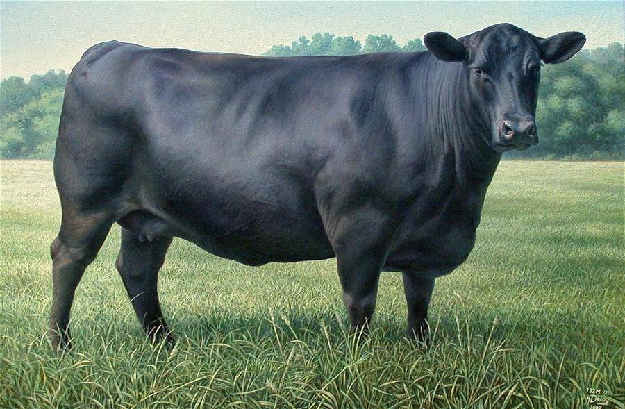 Об абердин-ангусской породе коров: описание и характеристики, содержание, уход