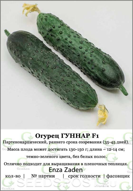 Огурец гуннар f1: описание и урожайность сорта, фото, отзывы