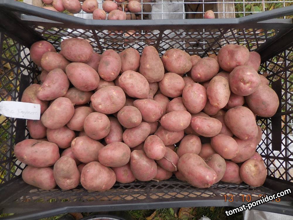 Описание сортов картофеля: гала, удача, скарлет, жуковский, тулеевский